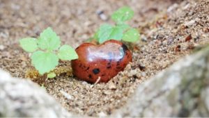 Mahogany Obsidian Heart Puff Stone in Earth with Plants for Crystal Healing